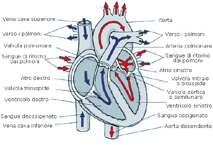 Anatomia macroscopica del cuore